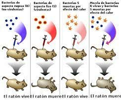 Avery, Macleod and McCarty