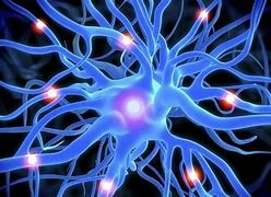 Surgimiento del Sistema Nervioso.