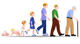 Timeline: Etapas del desarrollo