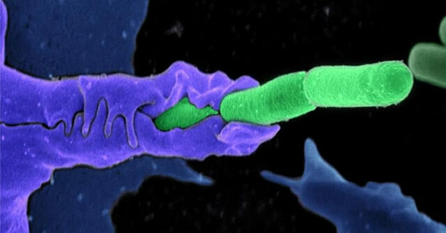 La teoría microbina