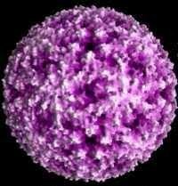 Friedrich Loeffler y Paul Frosch