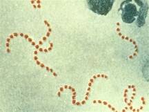 teoria microbiana: envestigacion infeccion uninaria