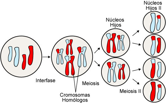 La meiosis