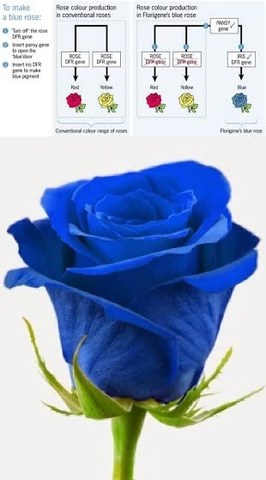 Quincuagésimo Segundo Evento