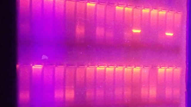 Método de secuenciación Sanger por Fred Sanger, A.R. Coulson y S. nicklen