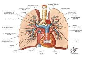DESCRIPCIÓN DEL SISTEMA CIRCULATIRIO PULMANAR