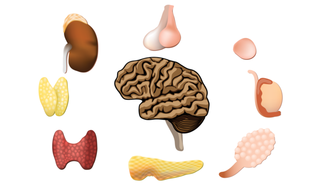MECANISMOS REGULADORES DE HORMONAS