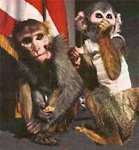 First Creatures to Return Alive from Space