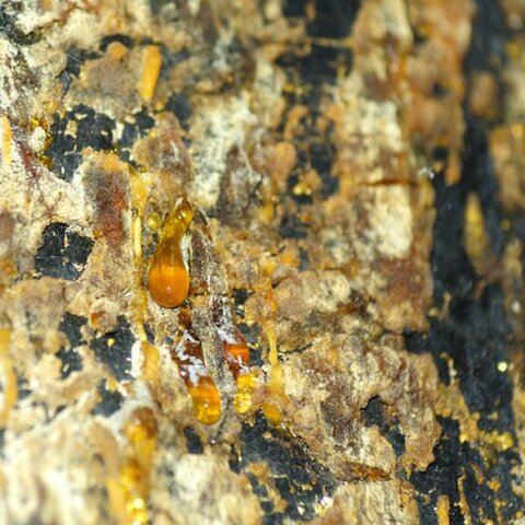 Causas de enfermedades