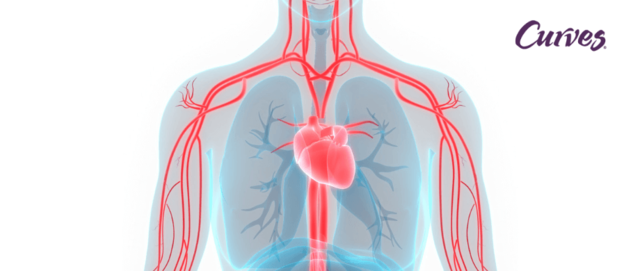 CIRCULACIÓN DE LA SANGRE