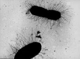 Winogradsky y Omeliansky