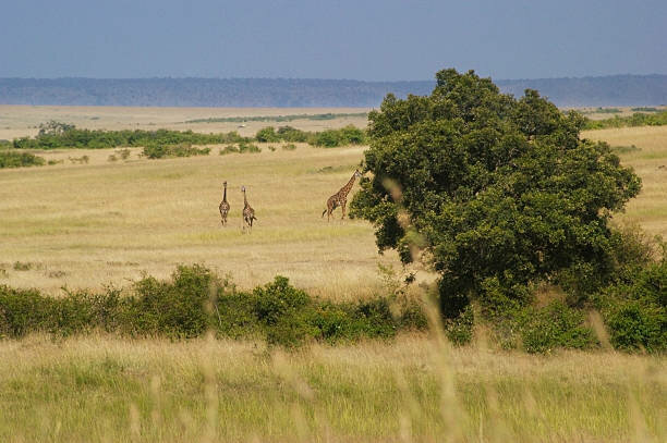 Se realiza un informe de biodiversidad