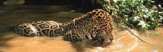 General Zaroff and Rainsford talk about hunting