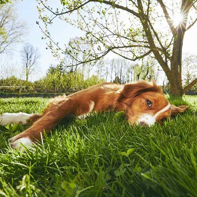 Timeline: Dog Transport Travel time