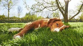 Timeline: Dog Transport Travel time