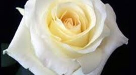 Timeline: Northern Renaissance