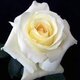 White rose