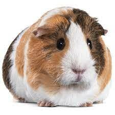 Adopted a Guinea Pig
