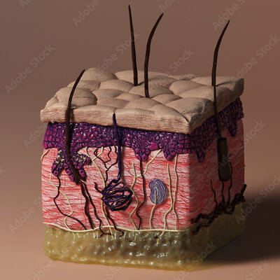 Timeline: Histología de Embriología