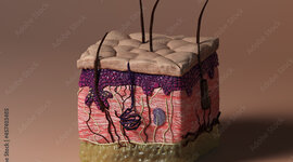 Timeline: Histología de Embriología