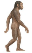 Homo Habilis
