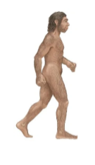 Homo Neanderthalensis