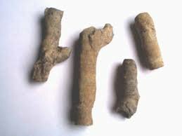 Coralls Rugosos 542 Ma