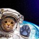 Catinspace