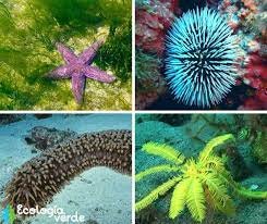 TIPOS DE ORGANIZACIÓN NERVIOSA