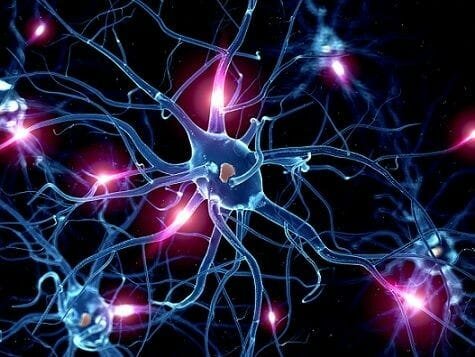SURGIMIENTO DE LAS PRIMERAS NEURONAS.