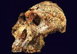 Paranthropus