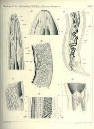 Descubrimiento del nematodo Spiroptera Carcinoma