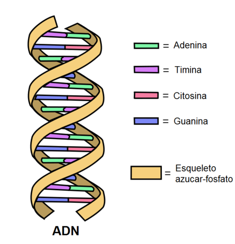 Estructura del ADN