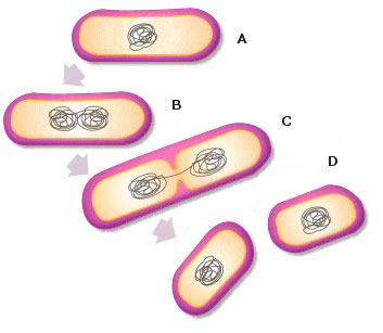Descubrimientos de mecanismos bacterianos de recombinación genética