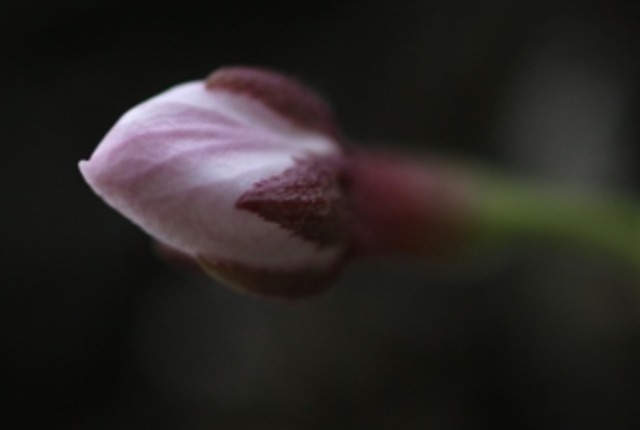 Evangelicalism goes green?