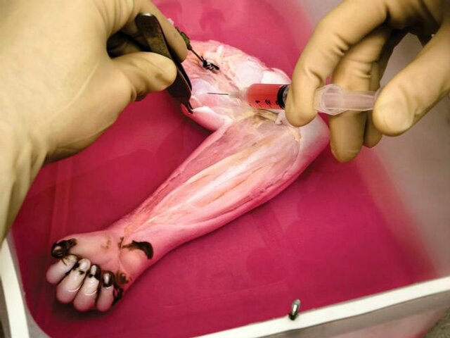 Crecimiento de los órganos y las extremidades