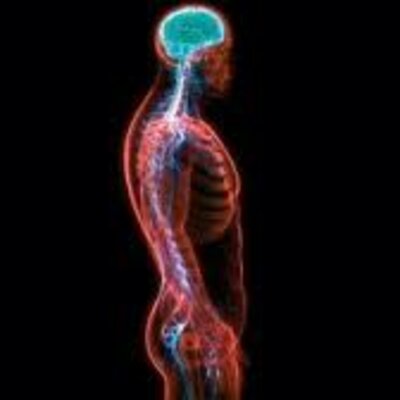 Timeline: el sistema nervioso