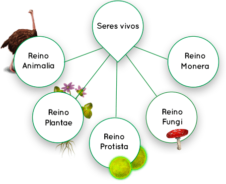 Clasificación de los seres vivos en 5 reinos
