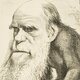 00 darwin