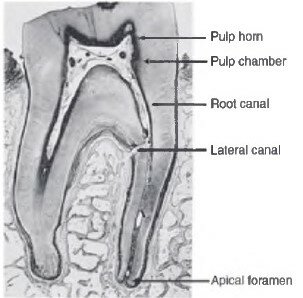 Descubrimiento de los Conductos Dentinarios