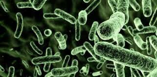 Se descubren los microorganismos