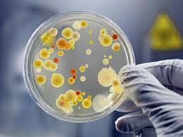 Descubren las bacterias
