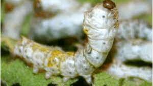 Se demuestra la aparicion de la enfermedad del gusano de seda