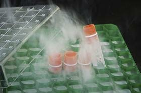 Se aplica la tindalizacion