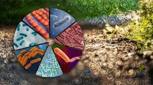 Se descubren las especies en el mundo microbacteriano