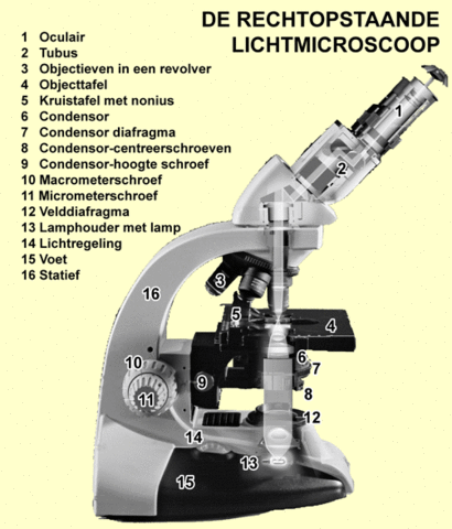 "Aalkijker" voorloper van lichtmicroscoop
