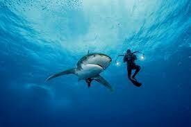 Julbilarme i viure a l'oceà