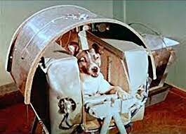 first animal launched into space