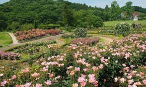 Nacimiento y comienzo en el manga