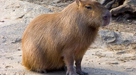 Timeline: Important dates in civil rights history